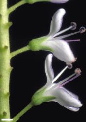 Veronica barkeri. Flowers in lateral view. Scale = 1 mm.
 Image: W.M. Malcolm © Te Papa CC-BY-NC 3.0 NZ